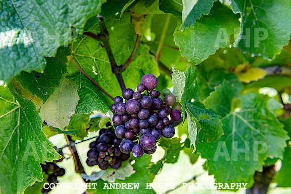 Wellhayes - grapes Oct 2019-9546