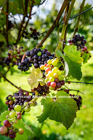 Wellhayes - grapes Oct 2019-9550