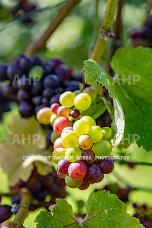 Wellhayes - grapes Oct 2019-9551