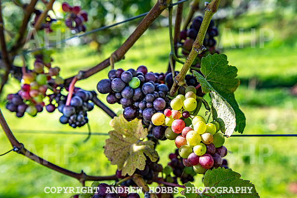 Wellhayes - grapes Oct 2019-9552