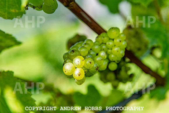Wellhayes - grapes Oct 2019-9554