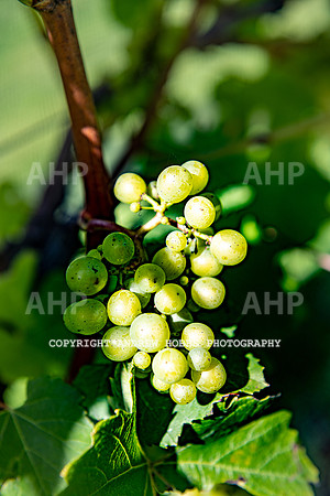 Wellhayes - grapes Oct 2019-9556