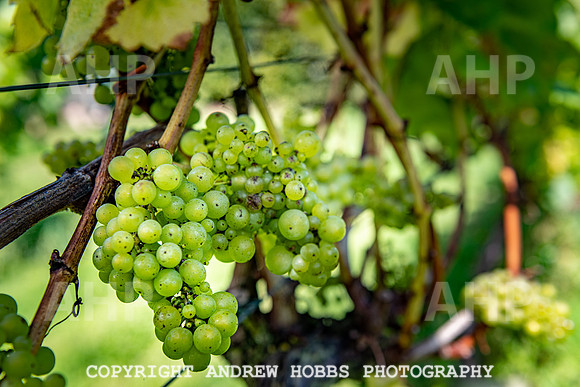 Wellhayes - grapes Oct 2019-9558