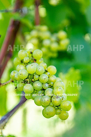 Wellhayes - grapes Oct 2019-9562