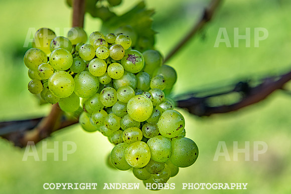 Wellhayes - grapes Oct 2019-9563