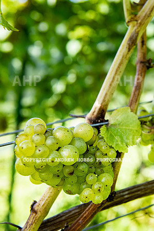 Wellhayes - grapes Oct 2019-9567