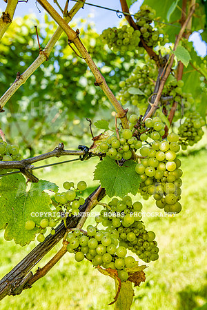 Wellhayes - grapes Oct 2019-9571