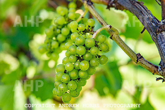 Wellhayes - grapes Oct 2019-9578