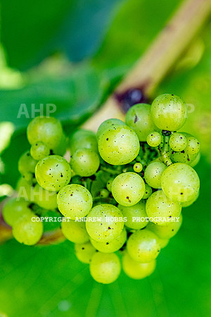 Wellhayes - grapes Oct 2019-9582