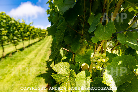 Wellhayes - grapes Oct 2019-9583
