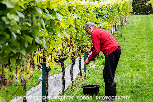 Wellhayes - Harvest 24  Oct 2019-9622