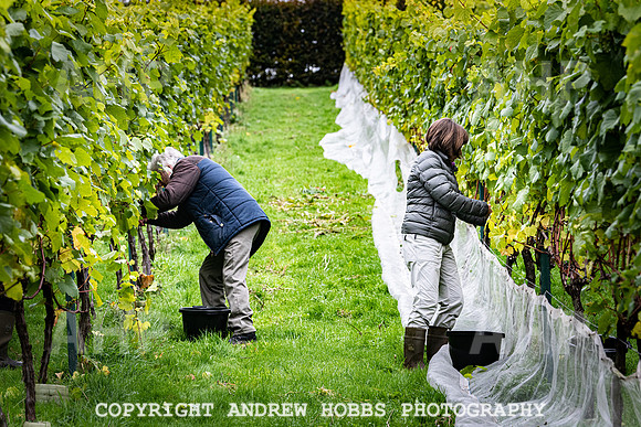 Wellhayes - Harvest 24  Oct 2019-9621