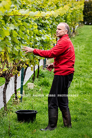 Wellhayes - Harvest 24  Oct 2019-9623