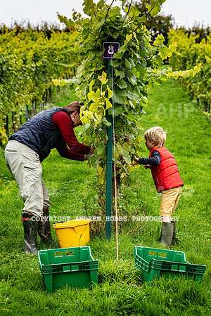 Wellhayes - Harvest 24  Oct 2019-9625