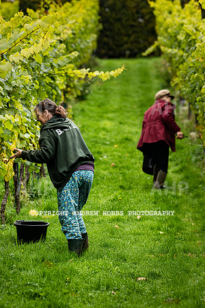 Wellhayes - Harvest 24  Oct 2019-9628