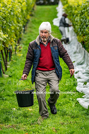 Wellhayes - Harvest 24  Oct 2019-9630