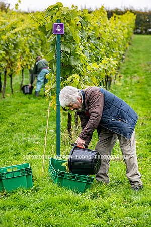 Wellhayes - Harvest 24  Oct 2019-9632