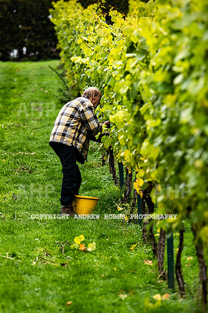 Wellhayes - Harvest 24  Oct 2019-9633