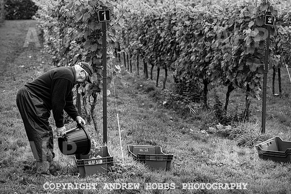 Wellhayes - Harvest 24  Oct 2019-9635