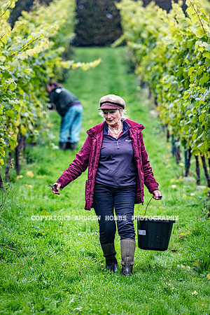 Wellhayes - Harvest 24  Oct 2019-9643