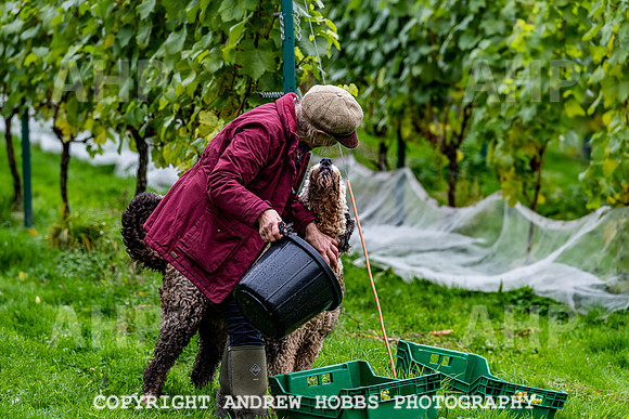 Wellhayes - Harvest 24  Oct 2019-9644