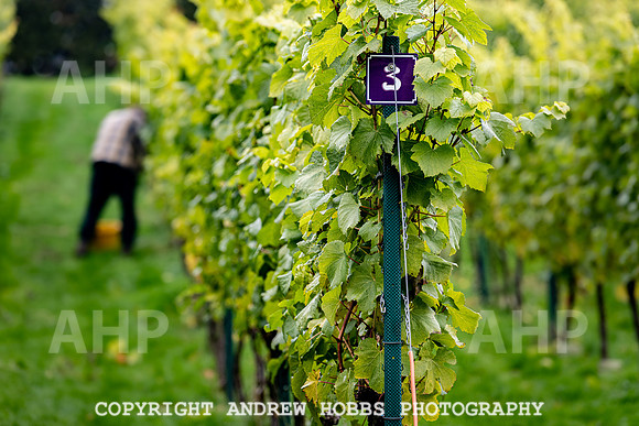 Wellhayes - Harvest 24  Oct 2019-9649