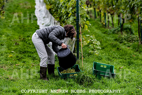 Wellhayes - Harvest 24  Oct 2019-9655