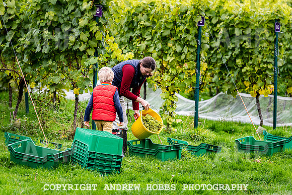 Wellhayes - Harvest 24  Oct 2019-9657
