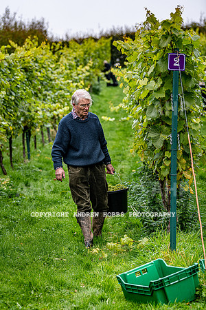 Wellhayes - Harvest 24  Oct 2019-9659