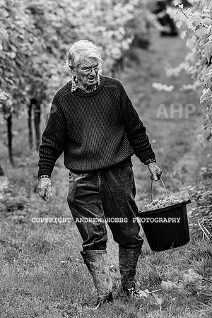 Wellhayes - Harvest 24  Oct 2019-9660
