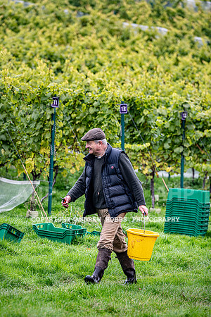 Wellhayes - Harvest 24  Oct 2019-9663