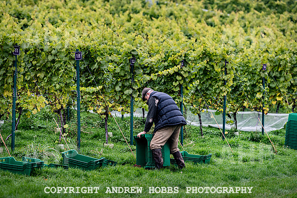 Wellhayes - Harvest 24  Oct 2019-9669
