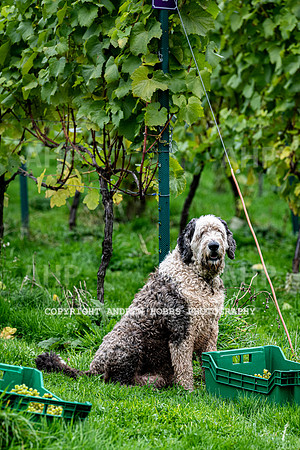 Wellhayes - Harvest 24  Oct 2019-9672