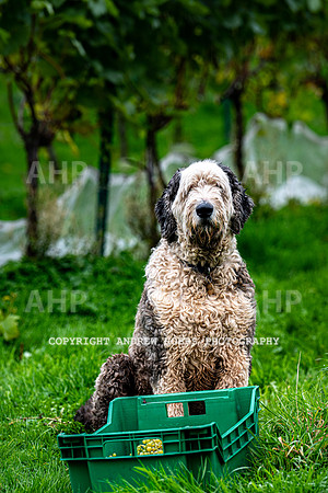 Wellhayes - Harvest 24  Oct 2019-9678