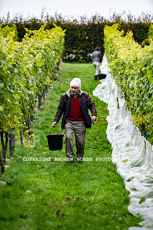 Wellhayes - Harvest 24  Oct 2019-9680