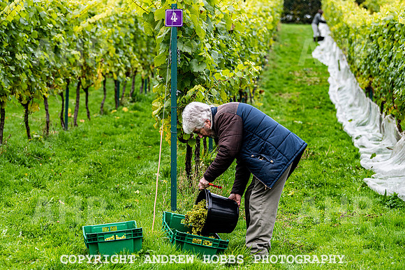 Wellhayes - Harvest 24  Oct 2019-9682