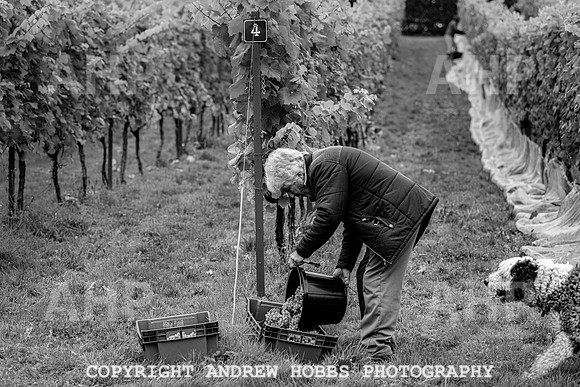 Wellhayes - Harvest 24  Oct 2019-9683