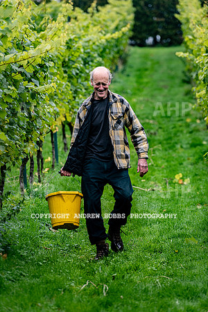 Wellhayes - Harvest 24  Oct 2019-9692