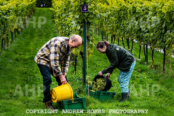 Wellhayes - Harvest 24  Oct 2019-9695