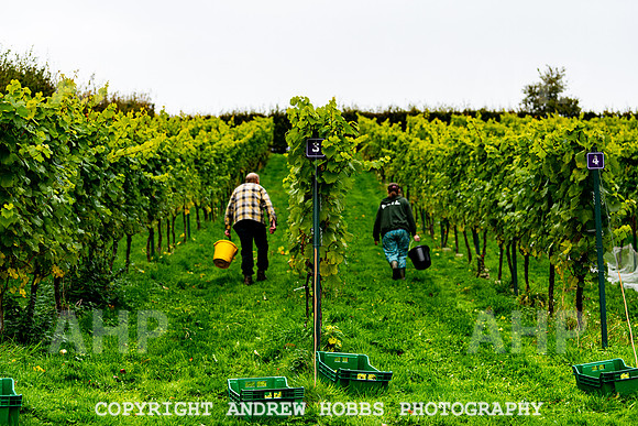 Wellhayes - Harvest 24  Oct 2019-9699
