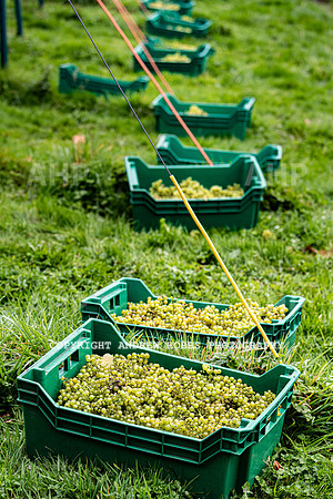 Wellhayes - Harvest 24  Oct 2019-9700