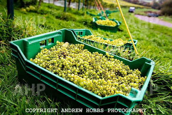 Wellhayes - Harvest 24  Oct 2019-9701