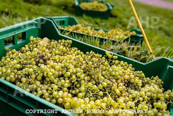 Wellhayes - Harvest 24  Oct 2019-9703