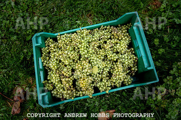 Wellhayes - Harvest 24  Oct 2019-9704