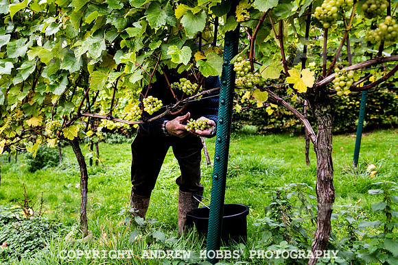 Wellhayes - Harvest 24  Oct 2019-9706