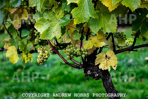 Wellhayes - Harvest 24  Oct 2019-9707