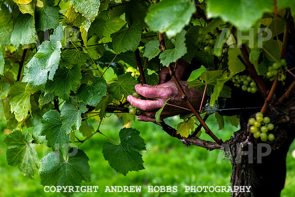 Wellhayes - Harvest 24  Oct 2019-9708