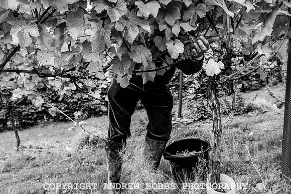 Wellhayes - Harvest 24  Oct 2019-9711