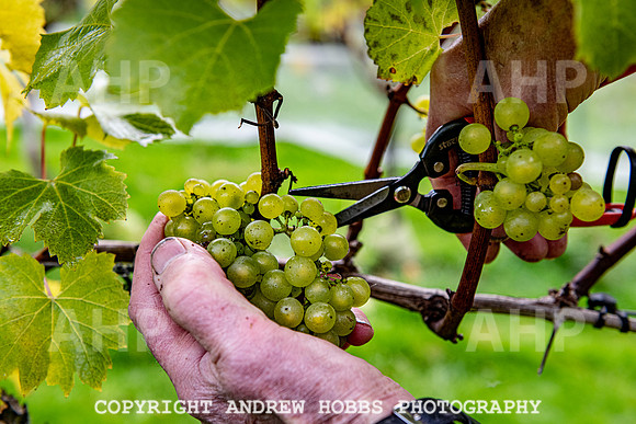 Wellhayes - Harvest 24  Oct 2019-9715