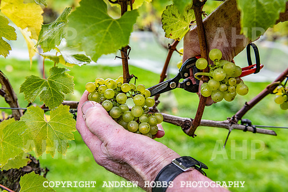 Wellhayes - Harvest 24  Oct 2019-9717